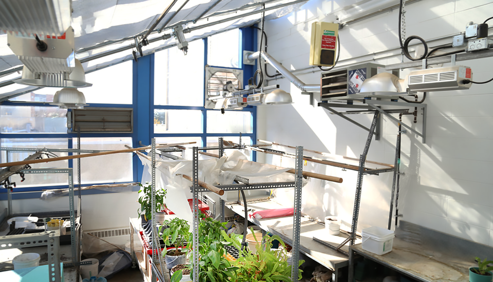 Multi-window, bright room with irrigation and plants.