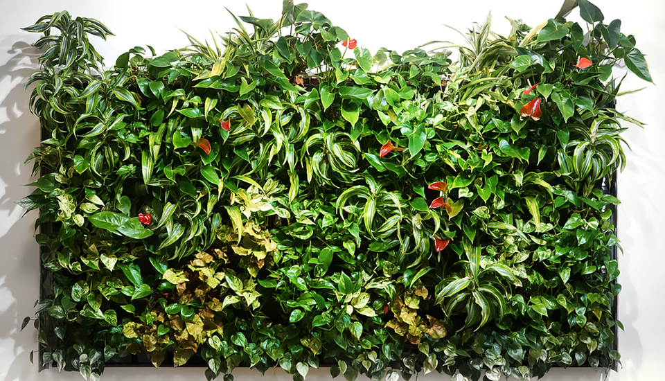 Various green plants hung in an arrangement and mounted to the wall.