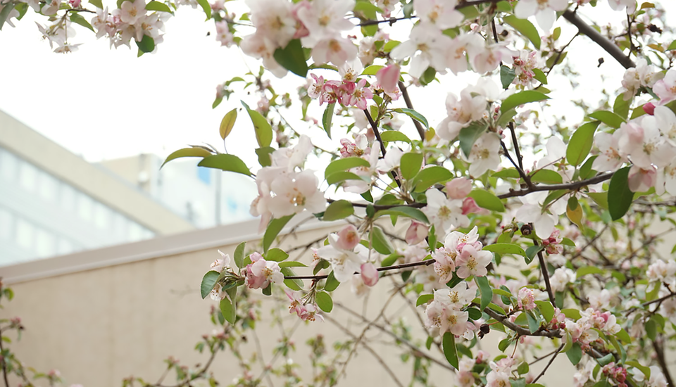 Cherry Blossom tree.