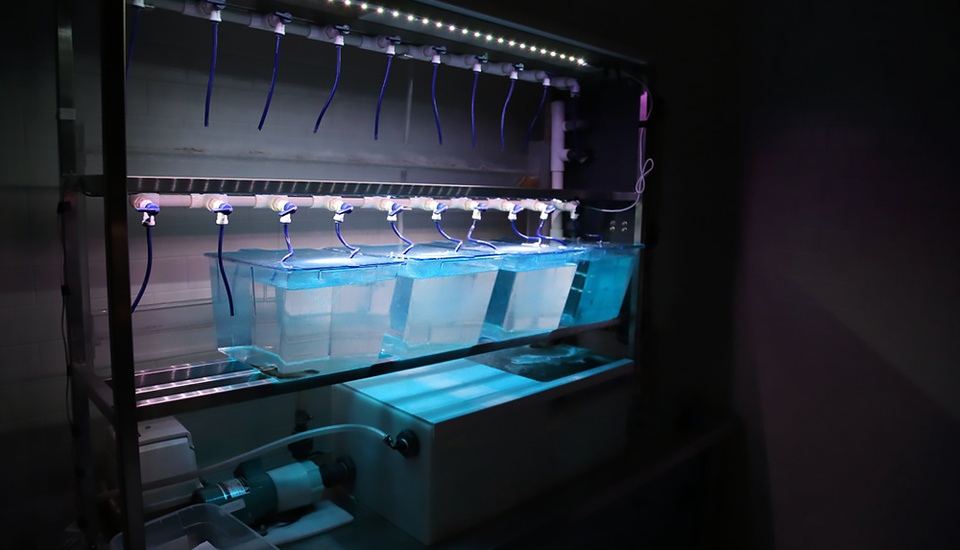 Dark room with tanks under lighting full of zebra fish.