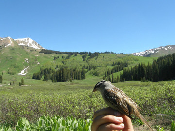 Birding in a typical alpine meadow habitat
