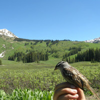 More than music: Birdsong and it's meaning