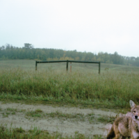 Discovering wildlife in the Beaver Hills