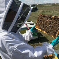 World Honey Bee Day: A King's Student's Honey Bee Research