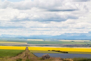 Alberta canola field, photo credit: Daniel Krol, research student at the King’s Centre for Visualization in Science
