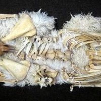 Found Wanting: Betty Spackman Art Installation