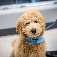 Q&A with the humans of the King's U pup
