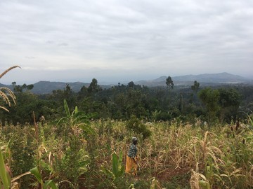 A Farming God's Way field