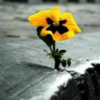 Resilience and Job Searching