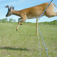 Are wildlife fences doing their job?