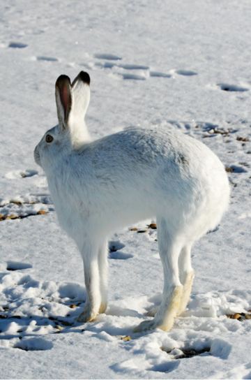 White-tailed jackrabbit, stretching in the snow